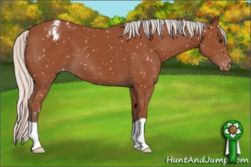 Horse Color:Silver Bay Appaloosa 