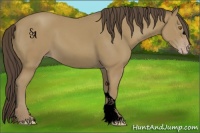Horse Color:Void Classic Cream Champagne 