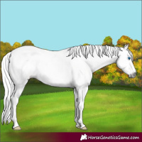 Horse Color:Gray Red Dun Ice Splash 