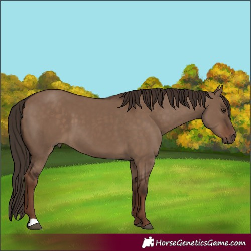 Horse Color:Liver Red Dun 