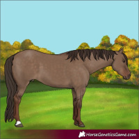 Horse Color:Liver Red Dun 