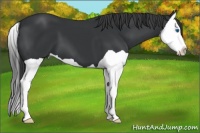 Horse Color:Black Splash