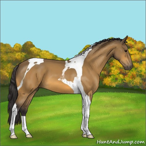 Horse Color:Buckskin Tobiano