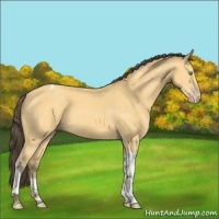Horse Color:Amber Cream Champagne Tobiano 