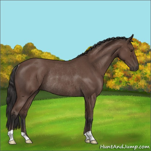 Horse Color:Bay Roan Rabicano 