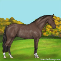 Horse Color:Bay Roan Rabicano 