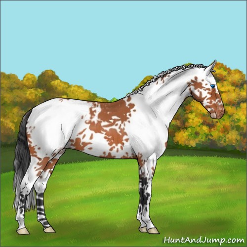 Horse Color:White Spotted Bay Roan Splash Blanket
