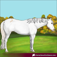 Horse Color:Palomino Roan Sabino Appaloosa Rabicano 