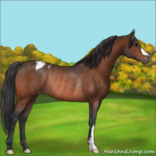 Horse Color:Bay Varnish Rabicano