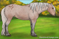 Horse Color:Gray Silver Bay Appaloosa 