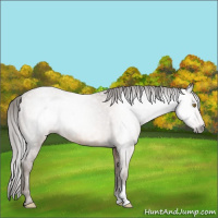 Horse Color:Gray Amber Champagne Appaloosa Rabicano 