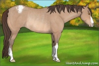 Horse Color:Amber Champagne Varnish Rabicano 