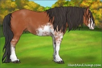 Horse Color:Bay Sabino 