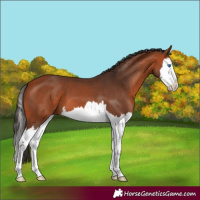 Horse Color:Bay Splash 