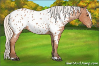 Horse Color:Silver Bay Appaloosa 