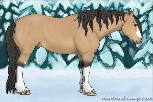 Horse Color:Buckskin 