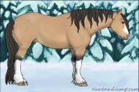 Horse Color:Buckskin 