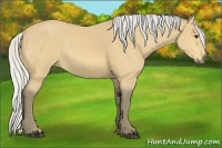 Horse Color:Silver Buckskin 