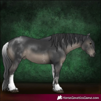 Horse Color:White Spotted Black Sabino