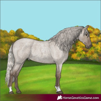 Horse Color:Silver Grullo Roan 