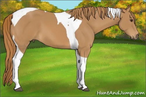 Horse Color:Chestnut Tobiano 