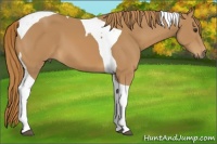 Horse Color:Chestnut Tobiano