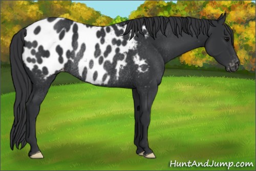 Horse Color:Black Appaloosa Rabicano 