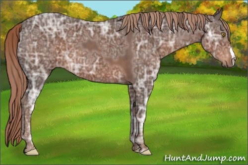 Horse Color:Liver Chestnut Ice 