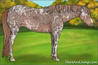 Horse Color:Liver Chestnut Ice