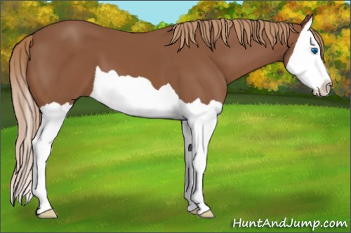 Horse Color:Chestnut Splash 