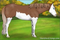 Horse Color:Chestnut Splash 