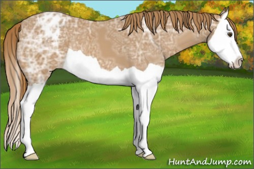 Horse Color:Chestnut Ice Splash Appaloosa 