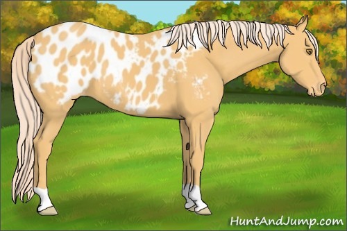 Horse Color:Palomino Appaloosa