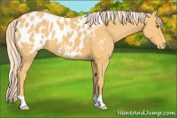 Horse Color:Palomino Appaloosa 