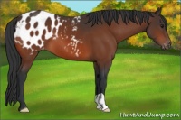 Horse Color:Bay Blanket 