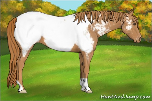 Horse Color:Chestnut Appaloosa 