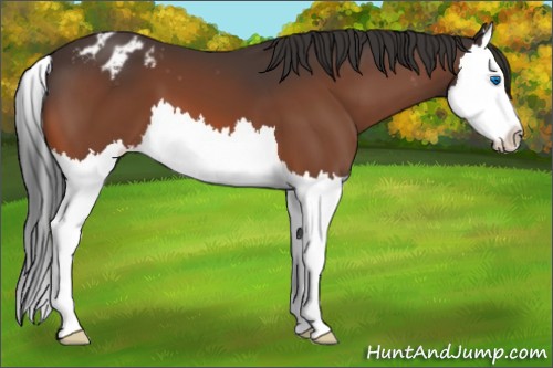 Horse Color:Bay Splash Appaloosa 
