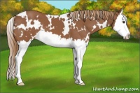 Horse Color:White Spotted Chestnut Splash 