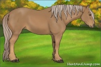 Horse Color:Palomino 