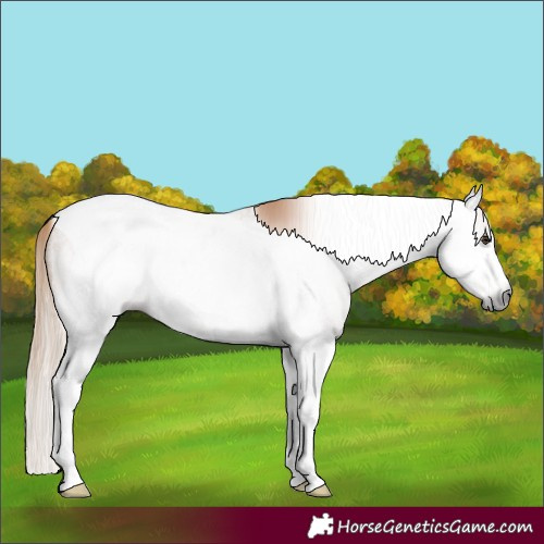 Horse Color:Gray Red Roan Splash Tobiano 