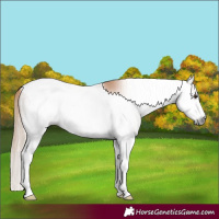 Horse Color:Gray Red Roan Splash Tobiano