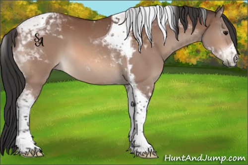 Horse Color:Bay Tobiano 