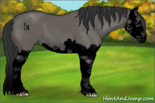 Horse Color:Void Grullo Splash 