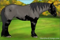 Horse Color:Void Grullo Splash 