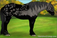 Horse Color:Void Grullo Splash Appaloosa 