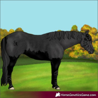 Horse Color:Void Grullo Roan Splash Rabicano 