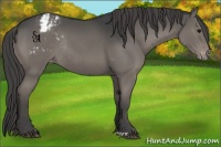 Horse Color:Grullo Appaloosa Rabicano