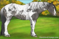 Horse Color:Grullo Sabino Tobiano
