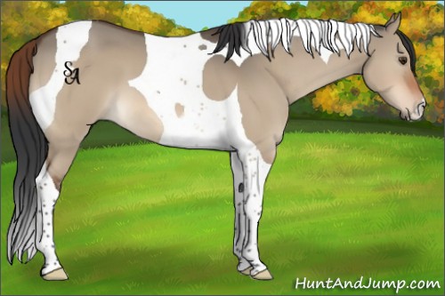 Horse Color:Bay Dun Tobiano 