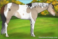 Horse Color:Bay Dun Tobiano 